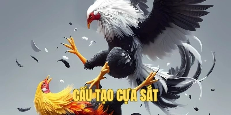Cấu tạo cựa sắt