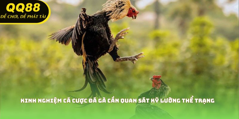Kinh nghiệm cá cược đá gà cần quan sát kỹ lưỡng thể trạng